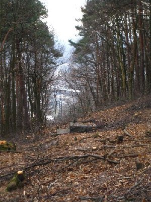 2. Mast und der Wald wurde dort gerodet