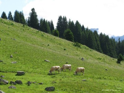 Kühe auf dem Weg zwischen Isenau und Col du Pillon
