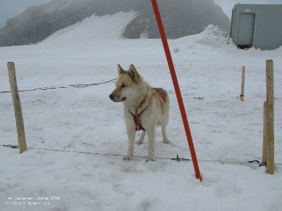 Ein Husky auf dem Gletscher. Es werden Hundeschlittenfahrten angeboten.