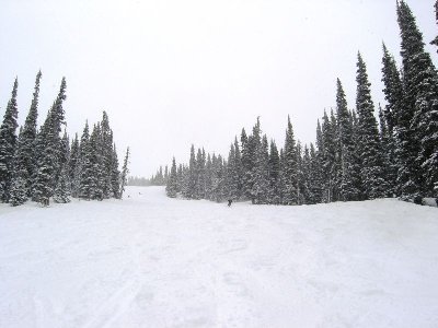 Neuschnee in der Waldschneise der "Cloud nine"