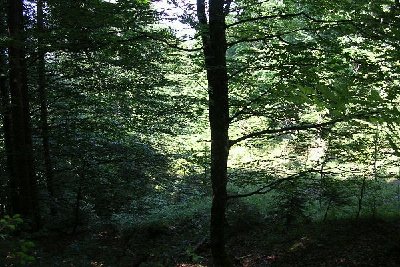 Abfahrt.. hier stark verwaldet..aber sichtbar..