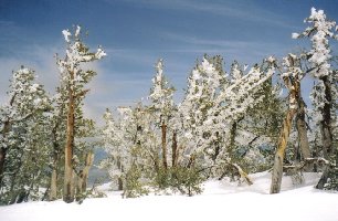 Tolle, verschneite Bäume.