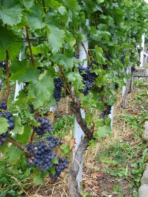 DSC05364 (Custom).JPG