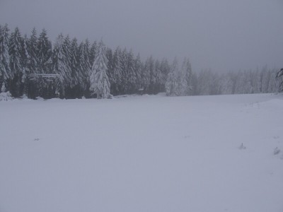 Blick Richtung Bergstationen der Lifte (also schon fast oben) - An den Tannen erkennt man gut den unterschied zum Tal, wo kein Schnee mehr auf den Bäumen war.