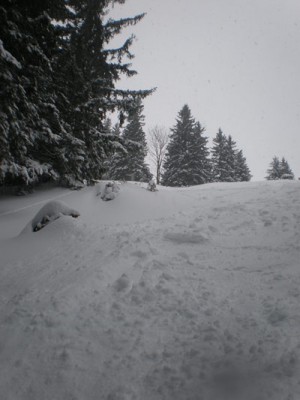 oberer Teil Powder-Waldabfahrt