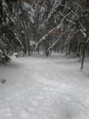 Und hier geht´s in den Wald