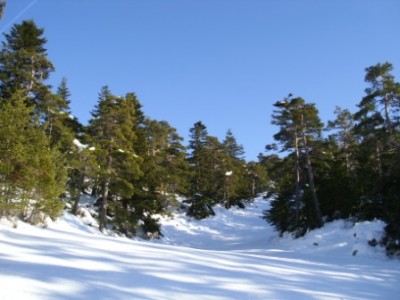 schöne Waldabfahrten in südlichen Gefilden