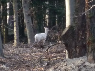 Selbst das Reh ist vor Schreck blass geworden, weil keine Flugzeuge mehr zu hören sind.