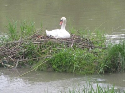 Schwan_Ammer_01_05_10.jpg