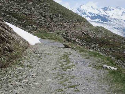 ein freundlicher begleiter