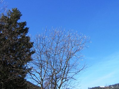 Flachauwinkel, 8. 2.; die Palmkatzerln blühen