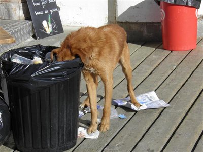 Krasser Hund beim Gipfelrestaurant; extrem unangenehm, wenn ein verkommener Köter im Müll wühlt und an die Tischbeine uriniert; komplettierte aber den trashigen Gesamteindruck des "Edelrestaurants"; Pommes für 3,50 € waren noch günstig; ebenso Bier für 5,50€