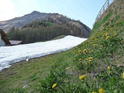 Abschließend ein Frühlingsbild vom Ende der Laretabfahrt.