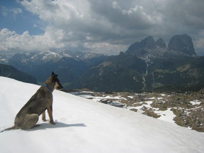 wieder zurück am Belvedere: nicht nur wir blicken auf den genialen Firnhang!