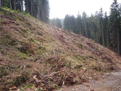 Rodung Piste Ried Anfang Juli