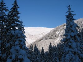 Phantastisch verschneiter Winterwald. Auf Steinen und kleineren Bäumen lagen bis zu 50 cm Schnee.