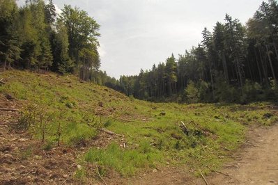 Schlussabschnitt der Piste