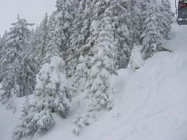 Eingeschneite Bäume