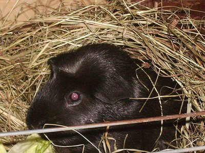 Die Vorbesitzerin der Liftstation.......Frau Professor " Fessi" unsere Zwickmaus.