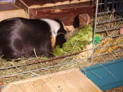 WEISSOHRCHEF ---der Megabub.