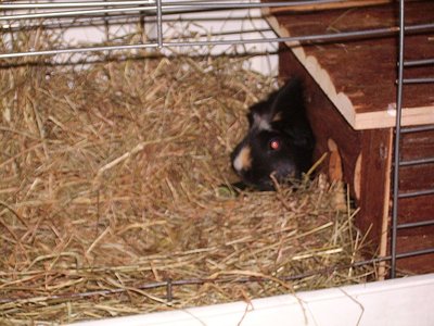 ....und unser zartes Model die sanfte zärtliche  Flecki -auch Seilbahnstationsbesitzerin ....RIP 01.04.2008