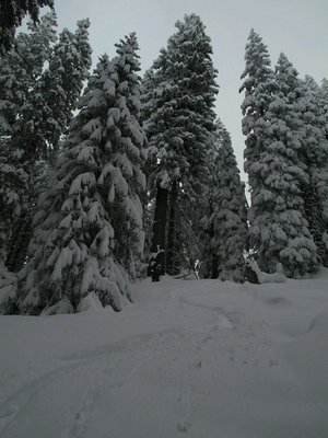 Treeskiing - ein kleines Bisschen Rocky Mountain Feeling