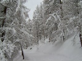 ein bild von der talabfahrt. mein inneres kind kam dabei auf, als ich den schnee mit meinen stöcken von den tannen schlug. zum glück habe ich skistöcke!!! *fg*