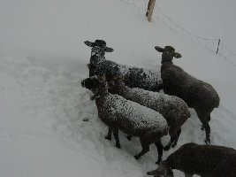 Die Viecher hatten es sicher nicht warm.