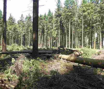 Altastenberg - Rodung für Speicherteich