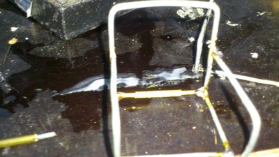 Hitze auf der Herzbullialm  (142).jpg