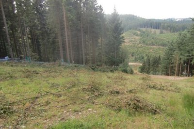 Rodung links (von oben gesehen) am unteren Teil der roten Piste