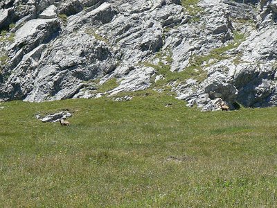 Gämse unterhalb des Aggensteins
